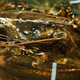Image for article titled Study Reveals Lobsters Feel Pain And Get Off On It Like The Kinky Little Perverts They Are